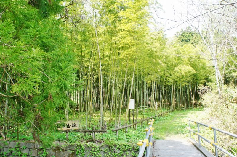 松前町の孟宋竹林