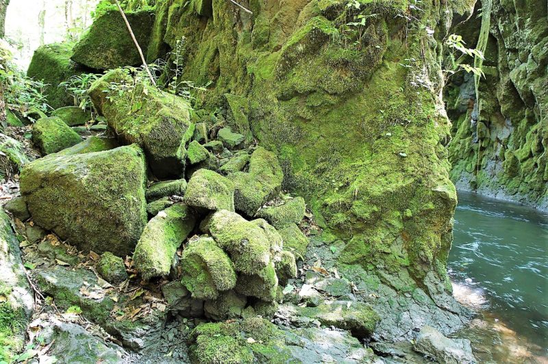 岩にビッシリ張りついたコケ　樽前ガロー