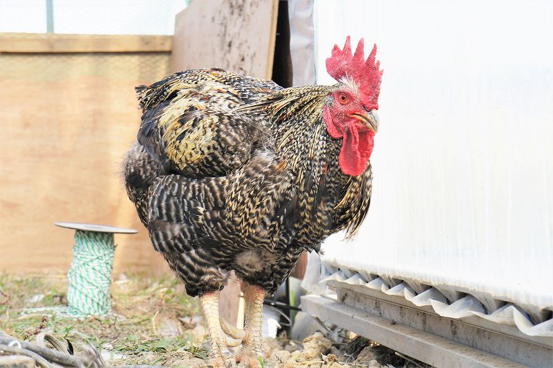 飛ぶ鳥農場／石狩市