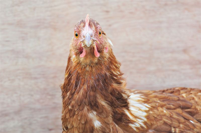 飛ぶ鳥農場／石狩市