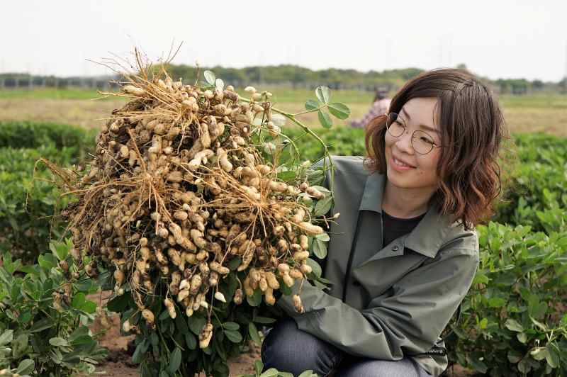 グルメライター “高井なお” の 落花生収穫作業