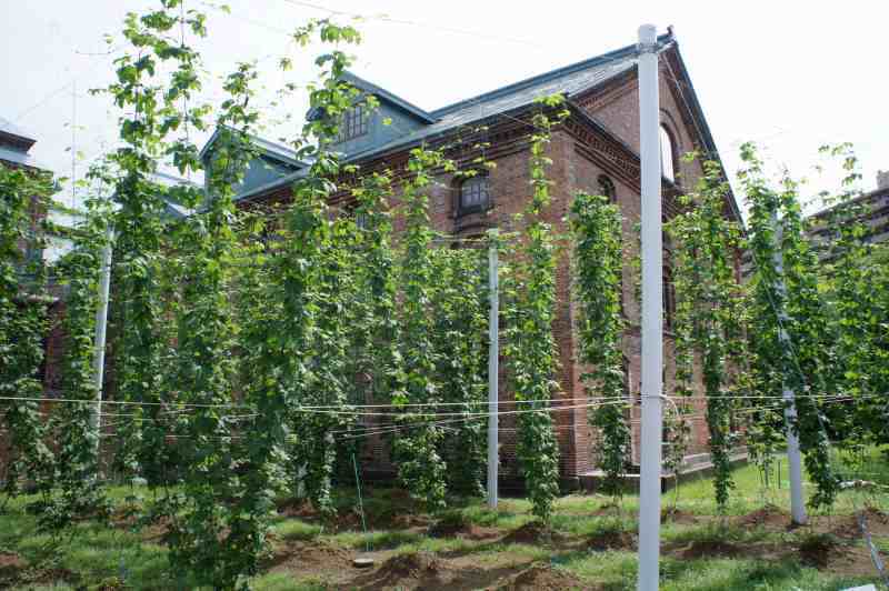 サッポロビール博物館　ホップ