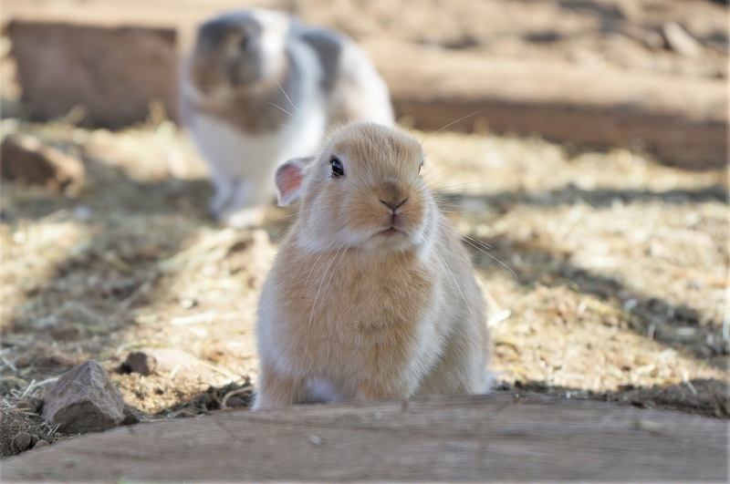 星に手のとどく丘キャンプ場のうさぎ小屋