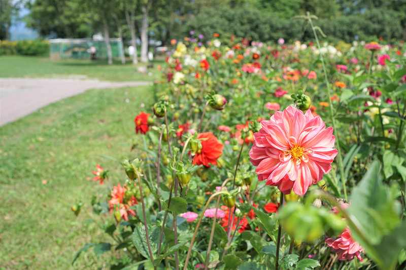 カラフルなお花が一面に咲いている