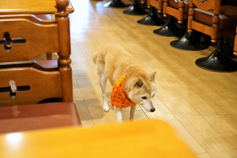 珈琲舎オットーの店内を看板犬 ともちゃんが歩いている