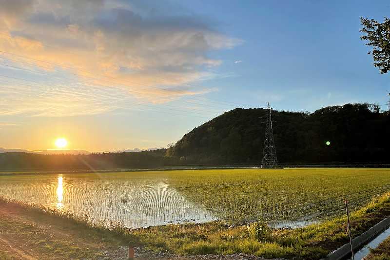 清水農園　夕暮れの田んぼ