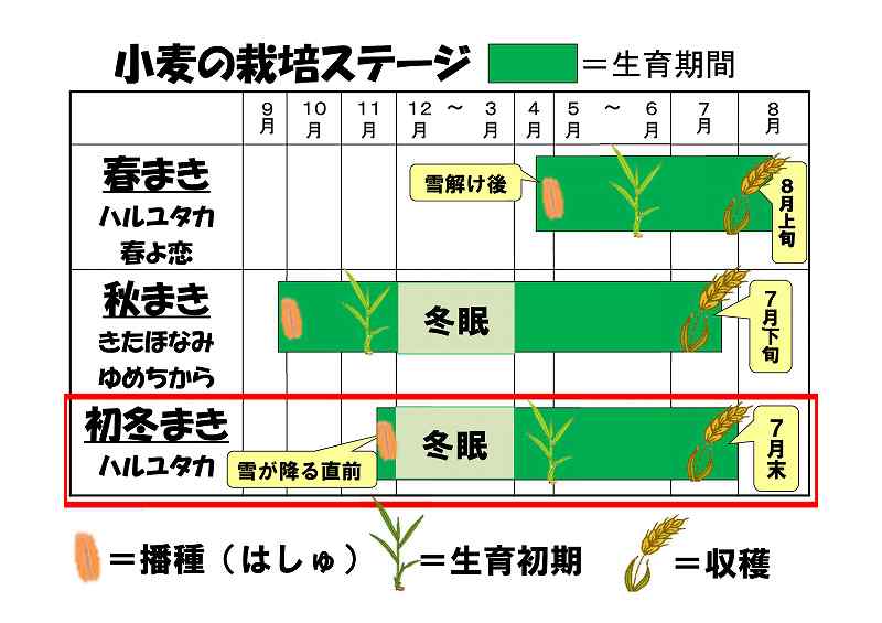 小麦追跡学習(圃場説明パネル)