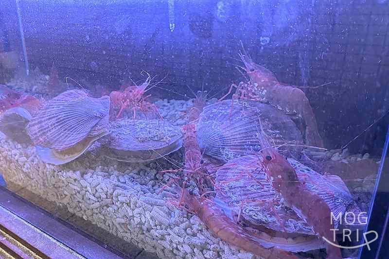 白冨の生け簀の「ボタン海老・ホタテ・ホッキ」