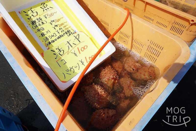 いしかり湾漁協朝市の「ホヤ販売の様子」